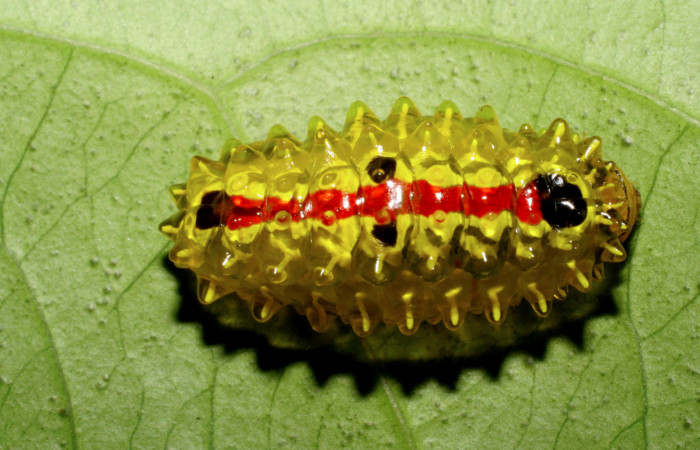 Figura 14. <i>Acraga melinda</i> (Dalceridae) último estadio, posición dorsal, Estación Caribe, Finca Aurita. Voucher 06-SRNP-42939-DHJ417082.jpg.