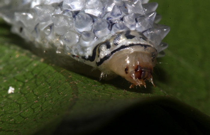 Figura 6. <i>Acraga hamata</i> (Dalceridae). Último estadio, vista frontal, Sector Pitilla, Loaiciga. Voucher 18-SRNP-31868-DHJ747890.jpg.