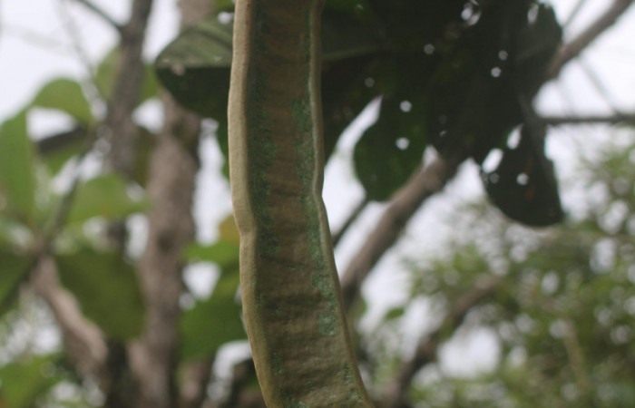 Figura 16. Fruta de <i>Inga spectabilis</i> (Fabaceae) planta hospedera de <i>Acraga hamata</i> (Dalceridae) Estación Leiva, Sendero Cafecito. Foto. Jorge Hernandez Febrero 2020.

