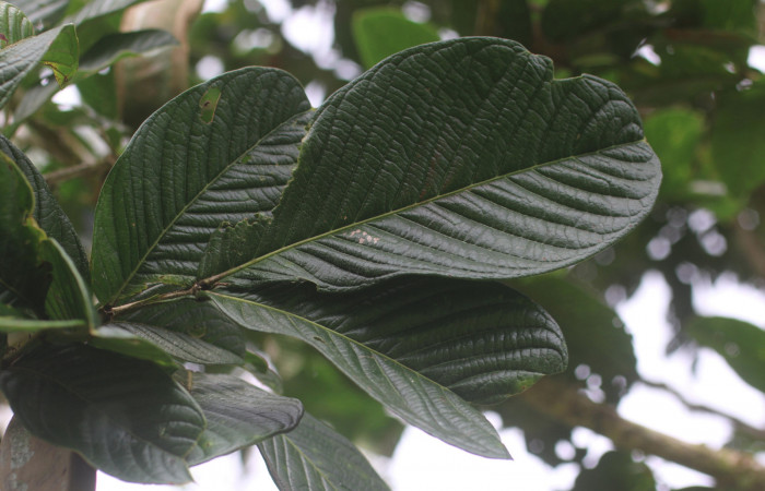 Figura 15. <i>Inga spectabilis</i> (Fabaceae). Planta hospedera de <i>Acraga hamata</i>  (Dalceridae) Estación Leiva, Sendero Cafecito. Foto. Jorge Hernandez Febrero 2020.