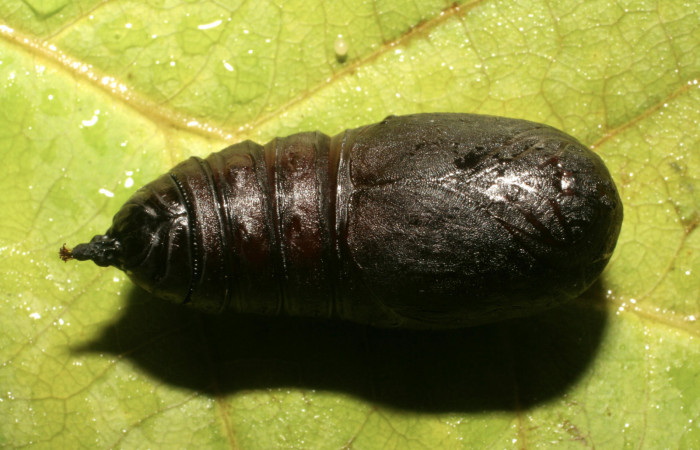 Figura 13. Pupa de <i>Hyperchiria sanjuensis</i> (Saturniidae), posición dorsal. Voucher 06-SRNP-42075-DHJ414557.