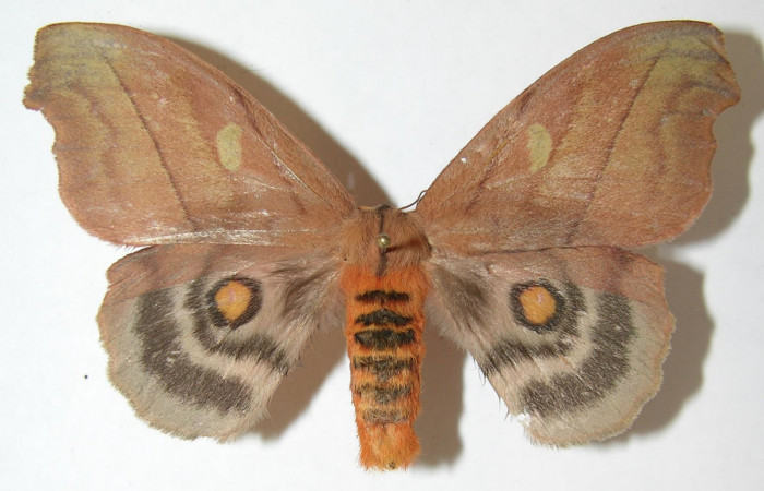 Figura 14. Adulto de <i>Hyperchiria sanjuensis</i> (Saturniidae), posición dorsal, Voucher08-SRNP-5543-DHJ508912. Hembra
