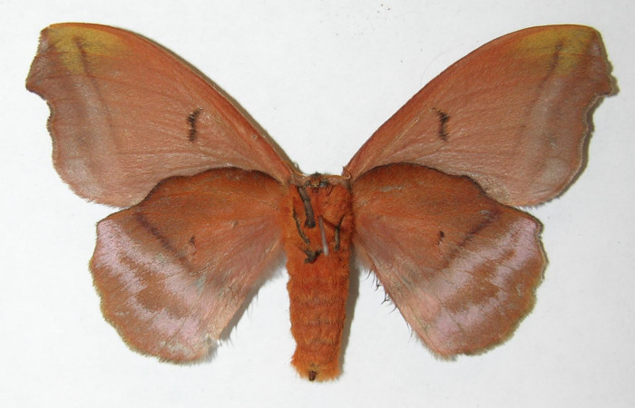 Figura 15. Adulto de <i>Hyperchiria sanjuensis</i> (Saturniidae), posición ventral, Voucher08-SRNP-5543-DHJ508913.Hembra