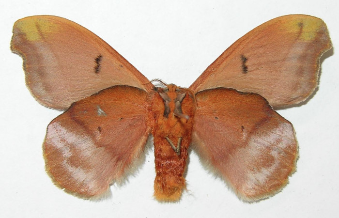 Figura 17. Adulto de <i>Hyperchiria sanjuensis</i> (Saturniidae), posición ventral, Voucher08-SRNP-5545-DHJ508905. Macho