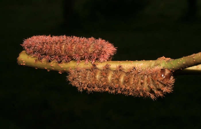Figura 5. <i>Hyperchiria sanjuensis</i> (Saturniidae). Voucher 14-SRNP-4145-DHJ487620.