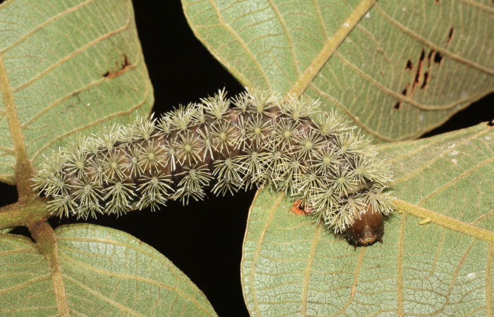 Figura 9. <i>Hyperchiria sanjuensis</i> (Saturniidae), posición dorsal. Voucher 16-SRNP-1889-DHJ704203.