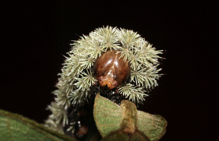 Figura 7. <i>Hyperchiria sanjuensis</i> (Saturniidae), posición de cabeza. Voucher 16-SRNP-1889-DHJ704215.