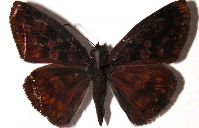 Figura 12. Adulto de <i>Echelatus sempitermus</i> (Hesperiidae). Hembra. Voucher: 01-SRNP-17736-DHJ37000.