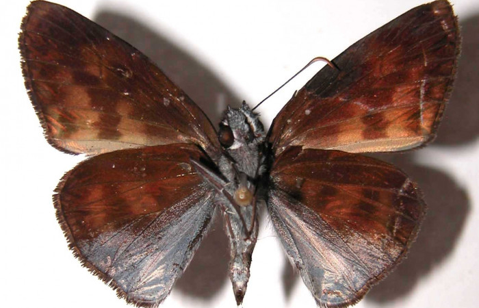 Figura 13. Adulto de <i>Echelatus sempitermus</i> (Hesperiidae). Hembra. Voucher: 01-SRNP-17736-DHJ37001.