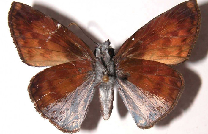 Figura 15. Adulto de <i>Echelatus sempitermus</i> (Hesperiidae). Macho. Voucher: 01-SRNP-17323-DHJ37003.