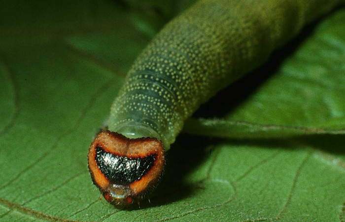 Figura 2. Larva de <i>Echelatus sempitermus</i> (Hesperiidae), último estadio, posición frontal. Voucher: 03-SRNP-13035.1-DHJ78360.jpg.