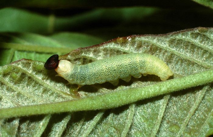 Figura 5. Larva de <i>Echelatus sempitermus</i> (Hesperiidae), último estadio, posición lateral. Voucher: 03-SRNP-13035.1-DHJ78364.jpg.