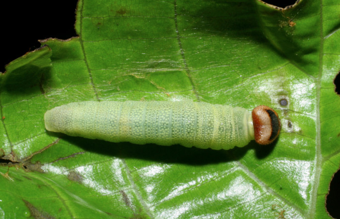 Figura 8. Larva de <i>Echelatus sempitermus</i> (Hesperiidae) último estadio, posición dorsal. Voucher: 08-SRNP-2591-DHJ437282.jpg.