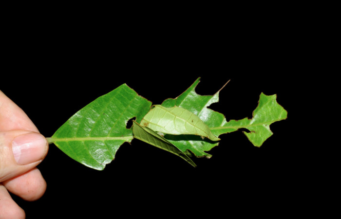 Figura 9. Casa en <i>Sloanea faginea</i> (Elaeocarpaceae) de <i>Echelatus sempitermus</i> (Hesperiidae). Voucher: 08-SRNP-2645-DHJ437376.jpg.