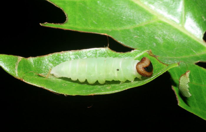 Figura 10. Prepupa de <i>Echelatus sempitermus</i> (Hesperiidae), posición lateral. Voucher: 08-SRNP-2645-DHJ437377.jpg.