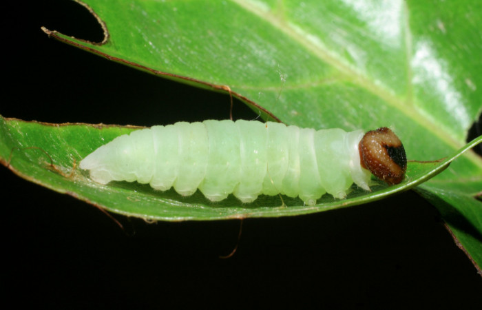 Figura 11. Prepupa de <i>Echelatus sempitermus</i> (Hesperiidae), posición lateral. Voucher: 08-SRNP-2645-DHJ437382.jpg.