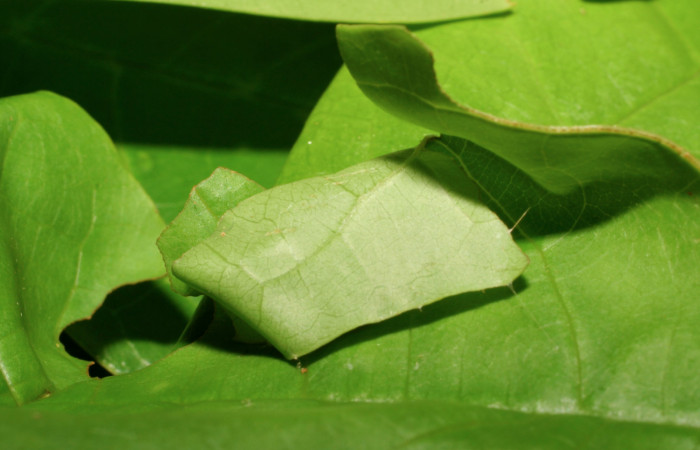 Figura 4. Casa en <i>Vochysia guatemalensis</i> (Vochysiaceae) de <i>Echelatus sempitermus</i> (Hesperiidae). Voucher: 08-SRNP-66006-DHJ447006.jpg.