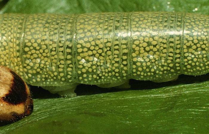 Figura 3. Larva de <i>Echelatus sempitermus</i> (Hesperiidae), último estadio, posición lateral. Voucher: 98-SRNP-4396-DHJ45187.jpg.