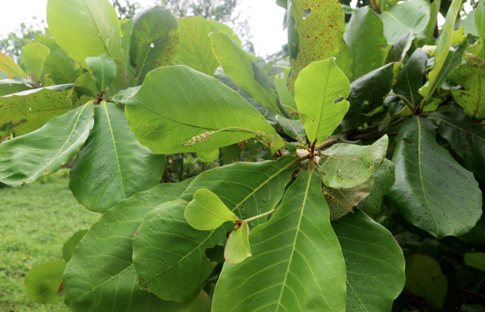 Figura 17. Flores de <i>Terminalia catappa</i> (introducido) nombre común Almendro. Foto: Carolina Cano. Estación Biológica San Gerardo, 9 abril 2020.