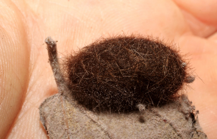Figura 10. Estado de pupa <i>Halysidota pectenella</i> (Erebidae), posición normal, mide 20 mm aproximadamente.Voucher: 09-SRNP-22896-DHJ495901.jpg.