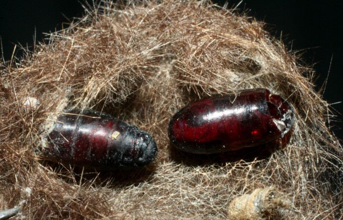 Figura 11. Puparias de <i>Carcelia flavirostris</i>DHJ10 (Tachinidae), eclosionados del 08-SRNP-32186-DHJ462410.jpg.