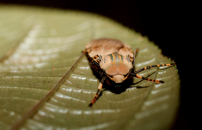 Figura 12. Adulto <i>Halysidota pectenella</i> (Erebidae), mide 36 mm posición frotal, 13-SRNP-31766-DHJ801447.jpg.