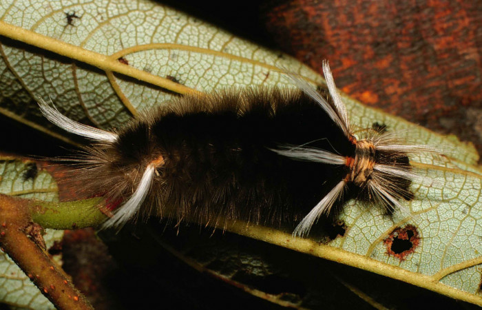 Figura 2. Larva <i>Halysidota underwoodi</i> (Erebidae), último estadío posición lateral, mide 40 mm aproximadamente. Planta hospedera <i>Trema micrantha</i> (Cannabaceae). Voucher: 00-SRNP-10950-DHJ53951.jpg.