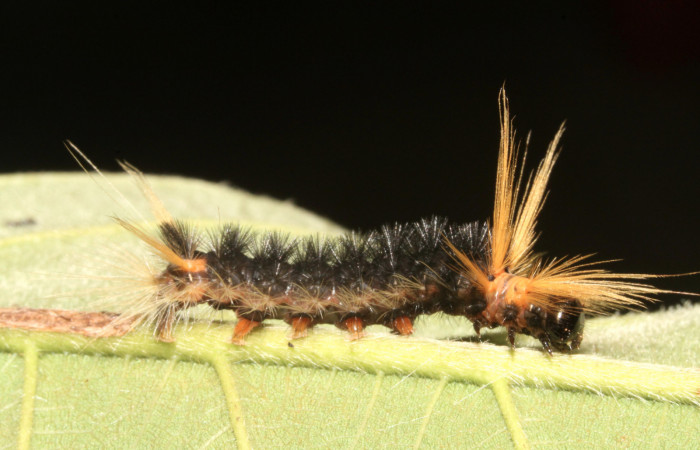 Figura 4. Larva <i>Halysidota pectenella</i> (Erebidae), cuarto estadío posición lateral, mide 30 mm aproximadamente. Planta hospedera <i>Castilla elastica</i> (Moraceae). Voucher:13-SRNP-43147-DHJ708174.jpg.
