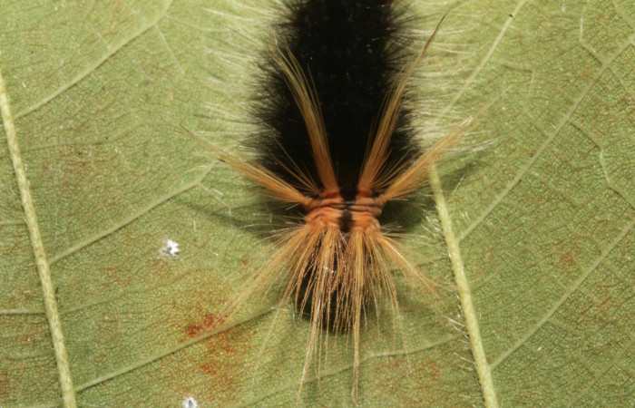 Figura 5. Larva <i>Halysidota pectenella</i> (Erebidae), cuarto estadío posición frontal, mide 30 mm aproximadamente. Planta hospedera <i>Castilla elastica</i> (Moraceae). Voucher:13-SRNP-43147-DHJ708177.jpg.