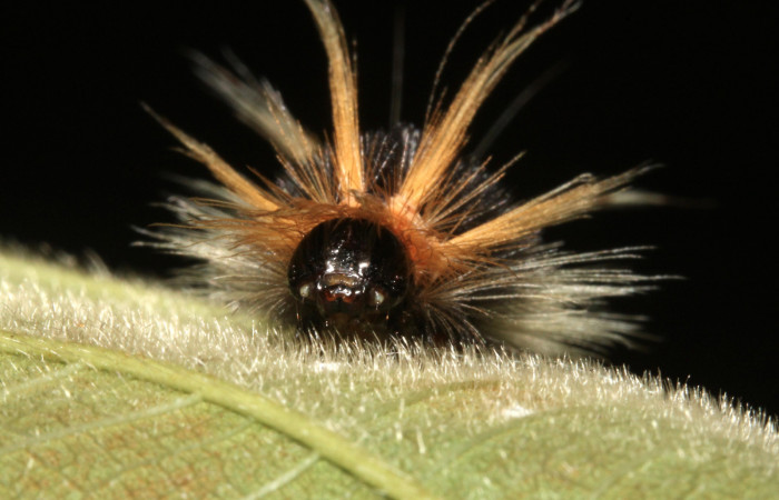 Figura 6. Larva <i>Halysidota pectenella</i> (Erebidae), cuarto estadío posición frontal, mide 30 mm aproximadamente. Planta hospedera <i>Castilla elastica</i> (Moraceae). Voucher: 13-SRNP-43147-DHJ708183.jpg.