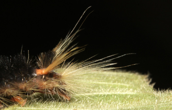 Figura 7. Larva <i>Halysidota pectenella</i> (Erebidae), cuarto estadío posición la cola , mide 30 mm aproximadamente. Planta hospedera <i>Castilla elastica</i> (Moraceae). Voucher: 13-SRNP-43147-DHJ708184.jpg.