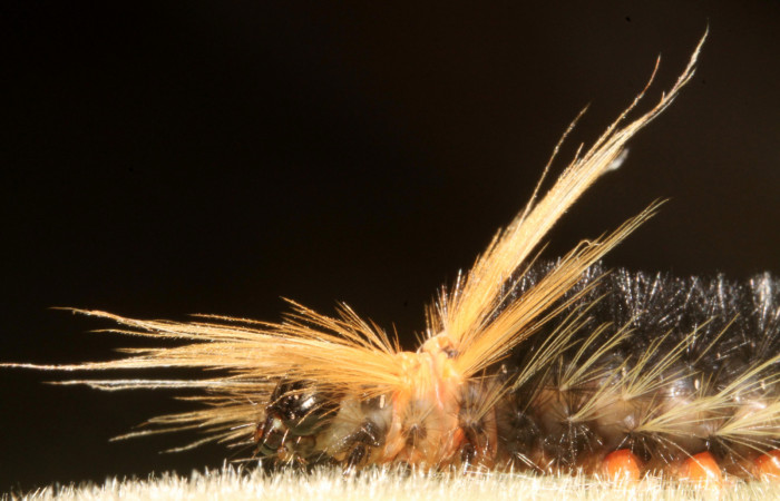 Figura 9. Larva <i>Halysidota pectenella</i> (Erebidae), cuarto estadío posición leteral frontal, mide 30 mm aproximadamente. Planta hospedera <i>Castilla elastica</i> (Moraceae). Voucher:13-SRNP-43147-DHJ708185.jpg.