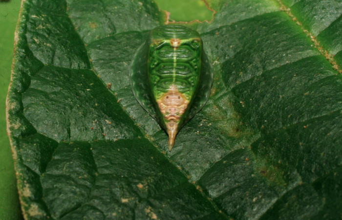 Figura 2. Larva <i>Semyra finita</i> (Limacodidae), cuarto estadío posición atras la cola, mide 12 mm aproximadamente. Planta hospedera <i>Croton billbergianus</i> (Euphorbiaceae). Voucher: 07-SRNP-31538-DHJ426812.jpg.