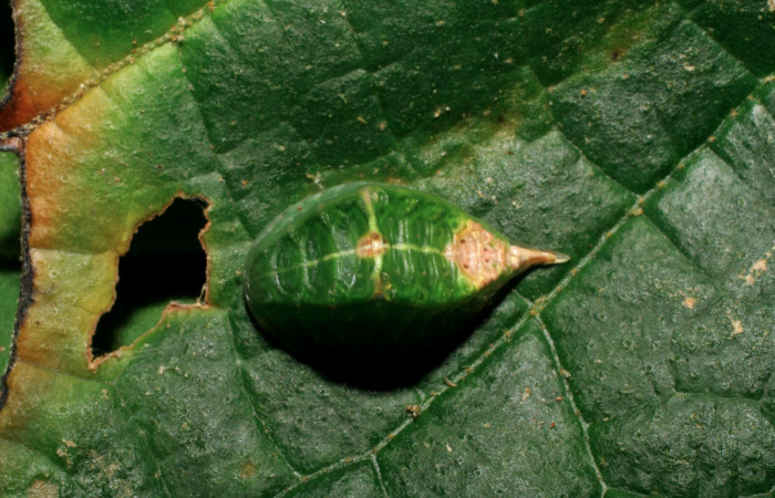 Figura 3. Larva <i>Semyra finita</i> (Limacodidae), cuarto estadío posición dorsal, mide 12 mm aproximadamente. Planta hospedera <i>Croton billbergianus</i> (Euphorbiaceae). Voucher:07-SRNP-31538-DHJ426813.jpg.