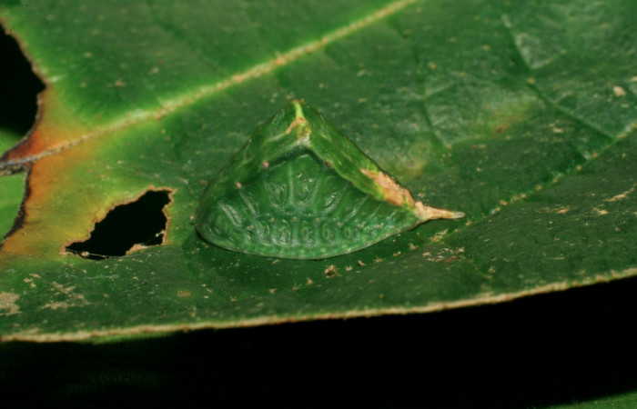 Figura 4. Larva <i>Semyra finita</i> (Limacodidae), cuarto estadío posición lateral, mide 12 mm aproximadamente. Planta hospedera <i>Croton billbergianus</i> (Euphorbiaceae). Voucher:07-SRNP-31538-DHJ426814.jpg.