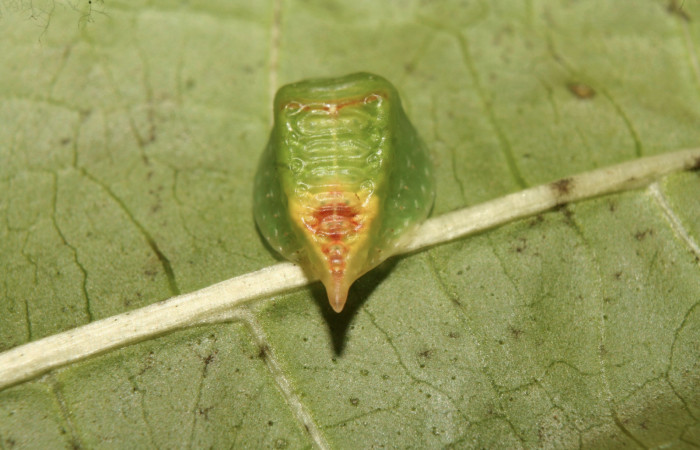 Figura 5. Larva <i>Semyra finita</i> (Limacodidae), cuarto estadío posición atras la cola, mide 10 mm aproximadamente. Planta hospedera <i>Ricinus communis (introduced)</i> (Euphorbiaceae). Voucher:13-SRNP-71608-DHJ703266.jpg.