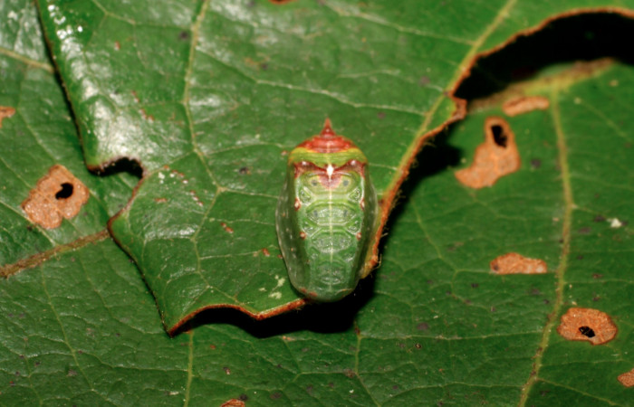 Figura 9. Larva <i>Semyra finita</i>DHJ01 (Limacodidae), último estadío posición frontal, mide 12 mm aproximadamente. Planta hospedera <i>Ricinus communis (introduced)</i> (Euphorbiaceae). Voucher: 07-SRNP-42371-DHJ428037.jpg.