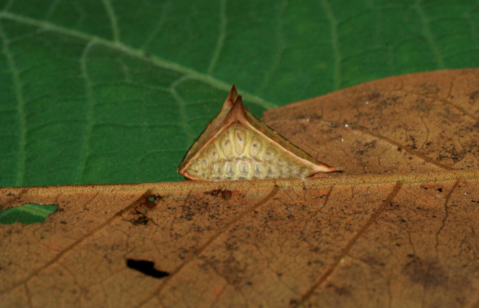 Figura 12. Larva <i>Semyra finita</i>DHJ03 (Limacodidae), último estadío posición lateral, mide 11 mm aproximadamente. Planta hospedera <i>Vismia baccifera</i> (Hypericaceae). Voucher: 06-SRNP-65204-DHJ425587.jpg.
