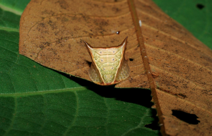 Figura 13. Larva <i>Semyra finita</i> DHJ03(Limacodidae), último estadío posición frontal, mide 11 mm aproximadamente. Planta hospedera <i>Vismia baccifera</i> (Hypericaceae). Voucher: 06-SRNP-65204-DHJ425588.jpg.