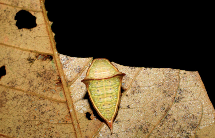 Figura 14. Larva <i>Semyra finita</i>DHJ03 (Limacodidae), último estadío posición atras la cola, mide 11 mm aproximadamente. Planta hospedera <i>Vismia baccifera</i> (Hypericaceae). Voucher: 06-SRNP-65204-DHJ425590.jpg.