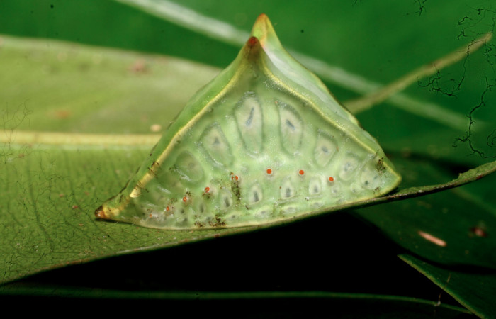 Figura 15. Larva <i>Semyra finita</i>DHJ03 (Limacodidae), último estadío posición frontal, mide 19 mm aproximadamente. Planta hospedera <i>Andira inermis</i> (Fabaceae). Voucher:
11-SRNP-57380-DHJ491928.jpg.