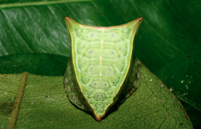 Figura 16. Larva <i>Semyra finita</i> DHJ03(Limacodidae), último estadío posición frontal, mide 19 mm aproximadamente. Planta hospedera <i>Andira inermis</i> (Fabaceae). Voucher:
11-SRNP-57380-DHJ491929.jpg.