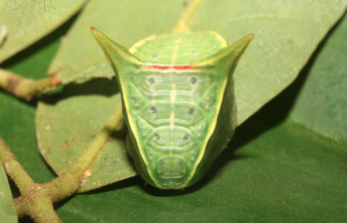 Figura 17. Larva <i>Semyra finita</i>DHJ03 (Limacodidae), último estadío posición frontal, mide 19 mm aproximadamente. Planta hospedera <i>Ricinus communis</i> (introduced)(Euphorbiaceae). Voucher: 13-SRNP-71806-DHJ703441.jpg.

