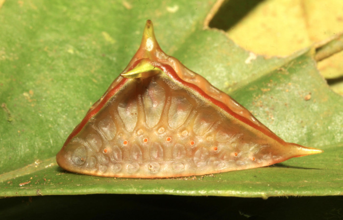 Figura 19. Larva<i>Semyra finita</i> (Limacodidae), prepupa posición lateral, mide 25 mm aproximadamente. Planta hospedera <i>Mikania hookeriana</i> (Asteraceae). Voucher:16-SRNP-30543-DHJ729656.jpg.