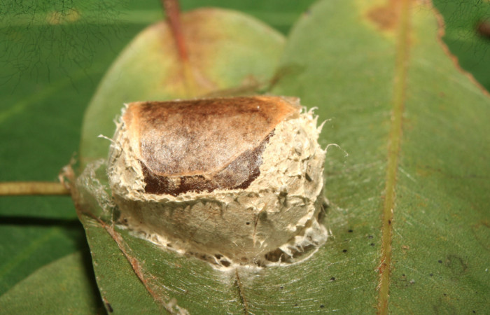 Figura 20. Pupa<i>Semyra finita</i> (Limacodidae), posición lateral, mide 13 mm aproximadamente. Voucher:13-SRNP-71806-DHJ703561.jpg
