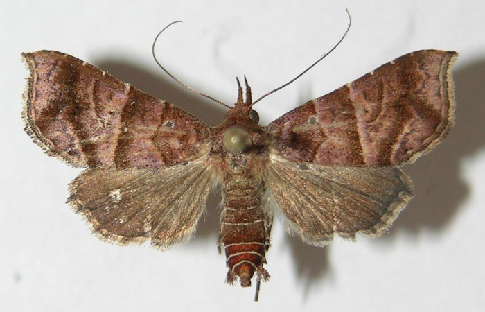 Figura 1. Adulto de <i>Cecharismena nealcesalis</i> (Erebidae). Vista dorsal, 25 mm. Voucher: 09-SRNP-76932-DHJ522558.jpg.
