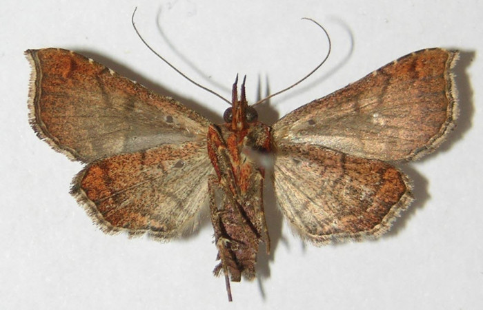 Figura 2. Adulto de <i>Cecharismena nealcesalis</i> (Erebidae). Vista ventral, 25 mm. Voucher: 09-SRNP-76932-DHJ522559.jpg.