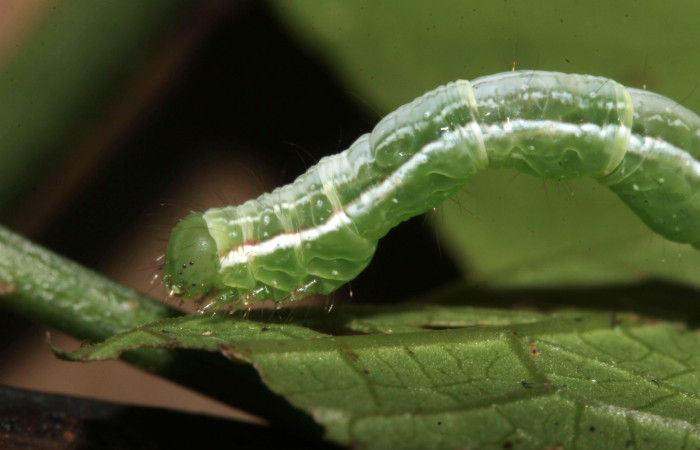 Figura 14. Larva de <i>Cecharismena nealcesalis</i> (Erebidae). Cabeza lateral, penúltimo estadío, 21 mm. Foto 14/Junio/2017. Voucher: 17-SRNP-31507-DHJ739192.jpg.