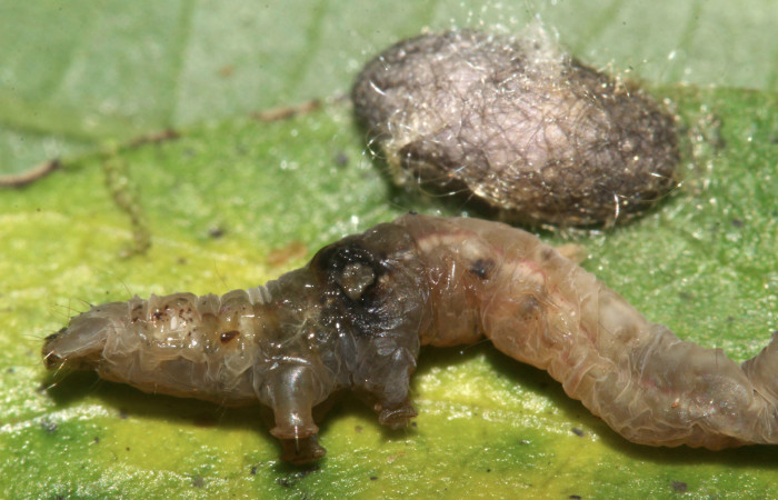 Figura 22. Larva de <i>Cecharismena nealcesalis</i> (Erebidae). Mostrando por donde salio el parásito, 5 mm. Voucher: 17-SRNP-31507-DHJ739194.jpg.