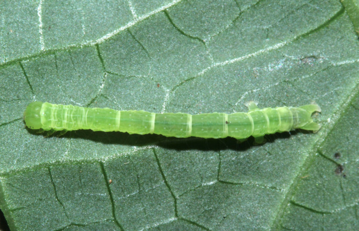 Figura 10. Larva de <i>Cecharismena nealcesalis</i> (Erebidae). Vista dorsal, segundo estadío, 17 mm. Foto 04/julio/2017. Voucher: 17-SRNP-31641-DHJ739358.jpg.
